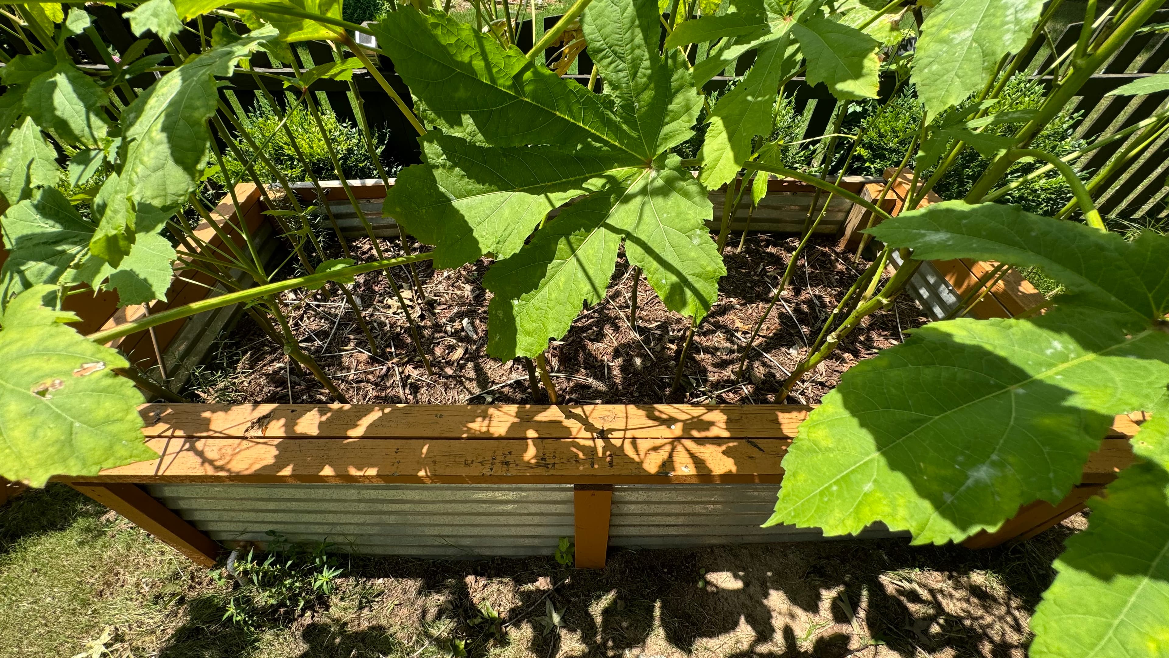 Leafy plants in a wooden raised bed